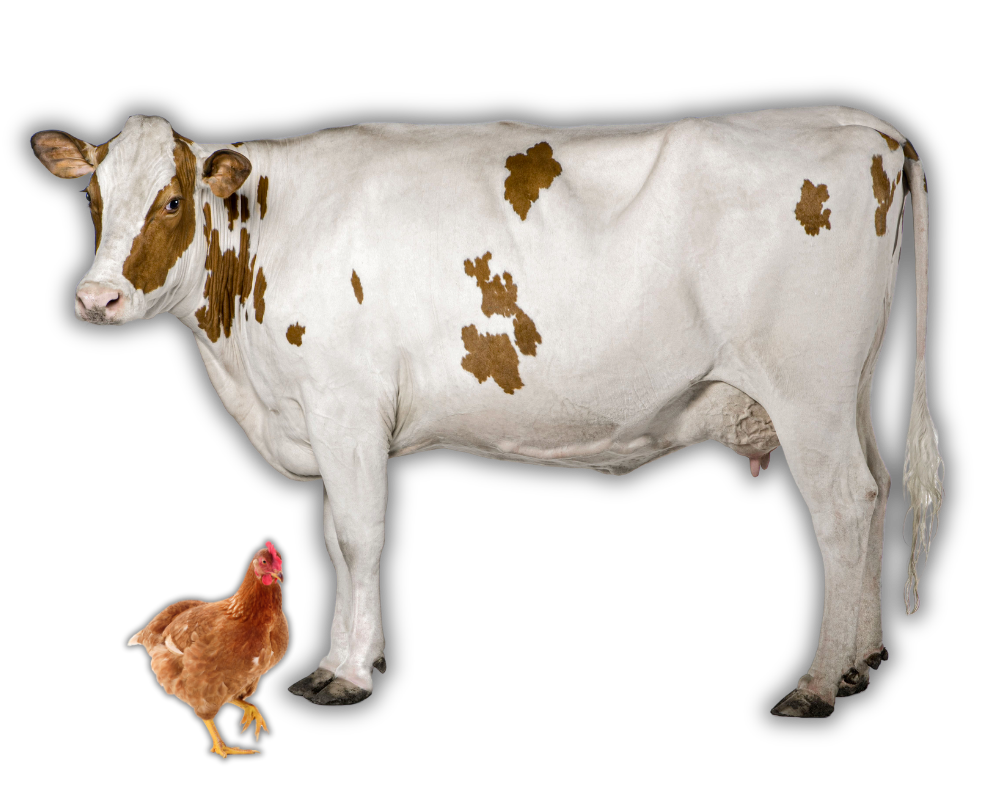Huhn und Kuh Schule am Bauernhof in Pichl bei Wels